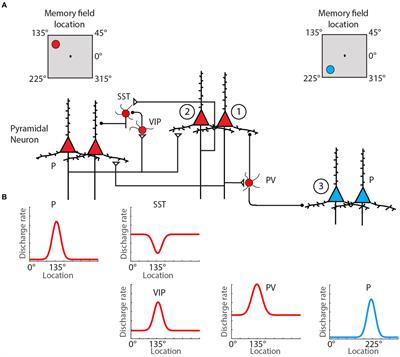 Alterations of neural activity in the prefrontal cortex associated with deficits in working memory performance